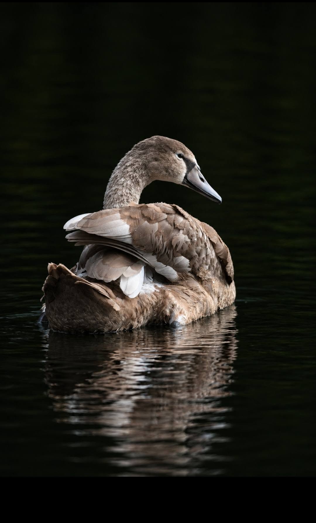 Nature & Wildlife