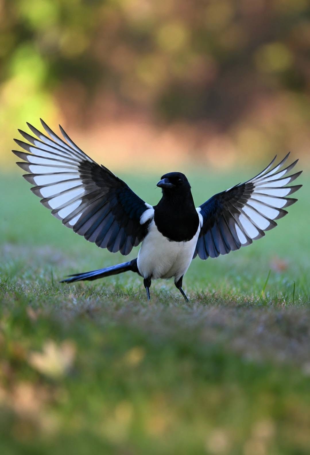 Nature & Wildlife