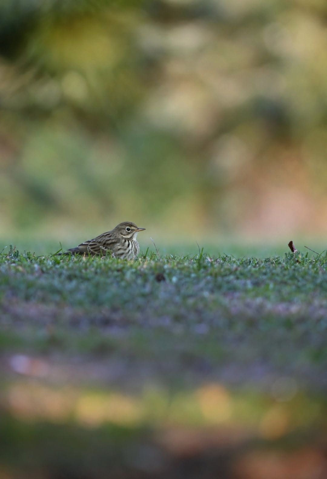 Nature & Wildlife